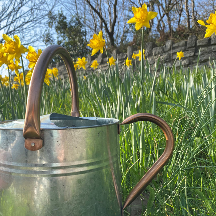 Selections 9 Litre Watering Can Wayfair.co.uk